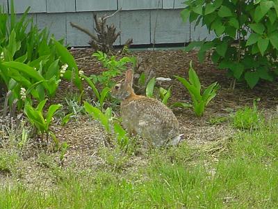 One of the cottage bunnies